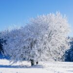 The Rise of Winter EDM Festivals in Europe